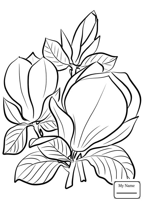 Download Magnolia Flower Coloring Page at GetColorings.com | Free ...