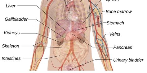 For women, the left ovary is also located at the lower left quadrant of the abdomen. Abdomen Anatomy Male