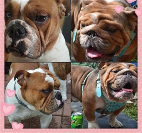 Most shelter pets ended up there because of a human problem like a move or a divorce, not because the animal did anything wrong. English Bulldog Puppy for Sale - Adoption, Rescue for Sale ...