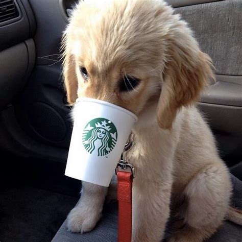 13 Dogs Who Are Definitely Not Morning People | Healthy ...