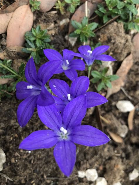 From wikimedia commons, the free media repository. Wahlenbergia gloriosa - D'arcy and Everest