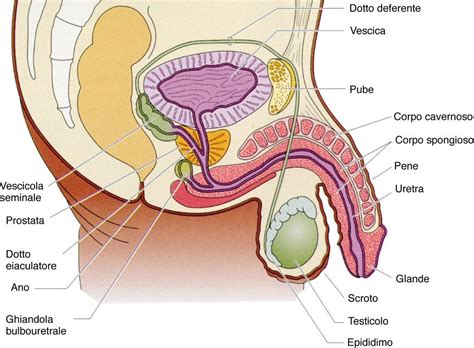 Nii kuum, et näha, ja need, alasti küpseb, on kõik meie kategooriate osas. La fertilità maschile - Confederazione Italiana ...
