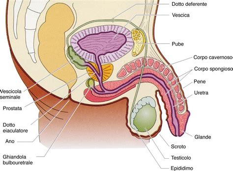 Watch anale qualen online on youporn.com. La fertilità maschile - Confederazione Italiana ...