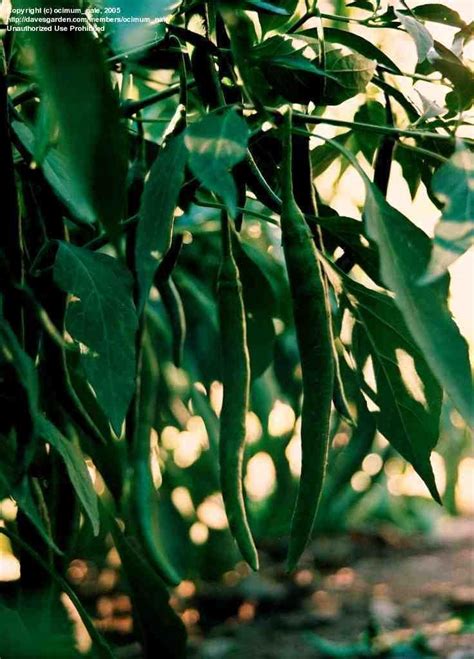 Considering the size of the animal, that's pretty scary stuff.. PlantFiles Pictures: Chilean Pepper, Chinese Pepper 'Goat ...