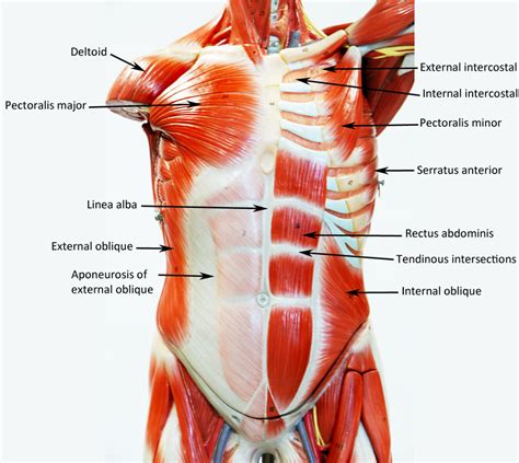 Short video of anterior abdominal wall muscles of the torso indentifies: Muscle Model Labeled - Top Label Maker