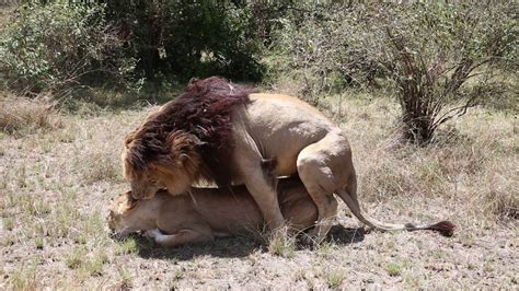 After a long day covering most of the mara triangle, he stumble. Lions (Scarface) Mating in Masai Mara - Features Africa ...