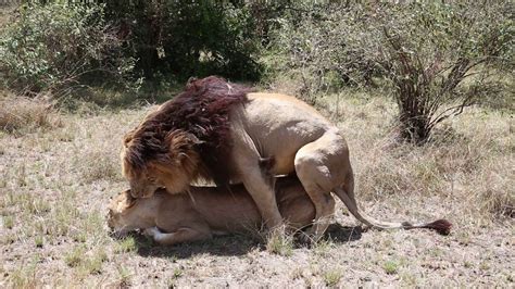 I've been coming here since 1974 and the magic never fails. Lions (Scarface) Mating in Masai Mara - Features Africa ...