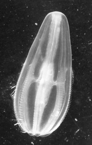 Ctenophores are invertebrates, so they don't have a backbone and have pretty simple body plans. Index of /~esalgado/BIOL112/Pictures/Ctenophora