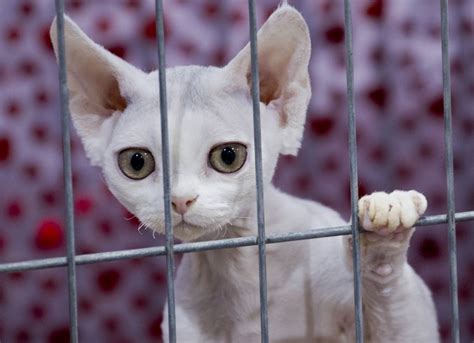 Be careful with these because they are pretty dangerously cute. Cat Show - Jonesblog