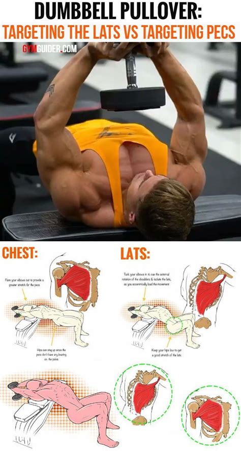 Intermediate back muscles and c. The 7 Best Combo Workouts for Muscle Growth | Upper body ...