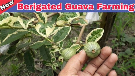 The fruits come in different varieties ranging from white, pink, yellow, or red. Guava Plant: Variegated Guava Tree For seals. Help Line No ...