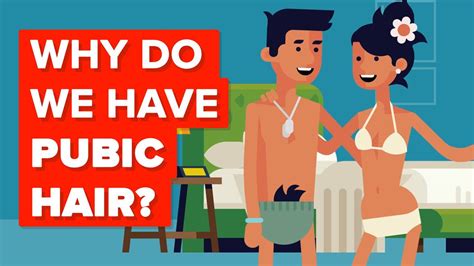 Thinning hair is a source of discomfiture whether you are male or female. The Infographics Show - Why Do We Have Pubic Hair? | Facebook