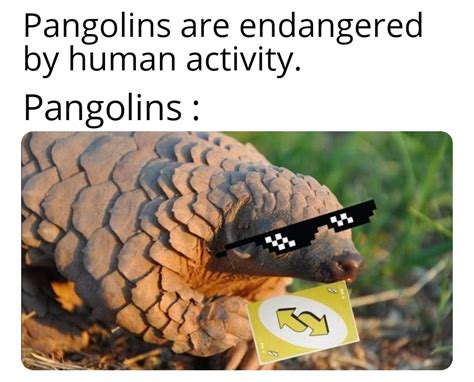 Codziennie dostarczamy najświeższy sort memów na viralowe tematy z obecnych wydarzeń. Damn pangolins : meme