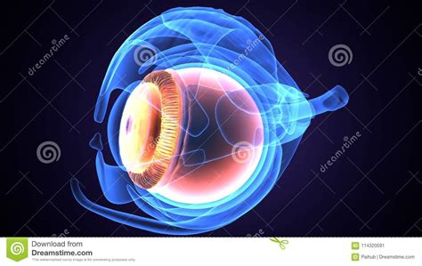 3d人体眼睛解剖学的例证 库存例证. 插画 包括有 - 114320591