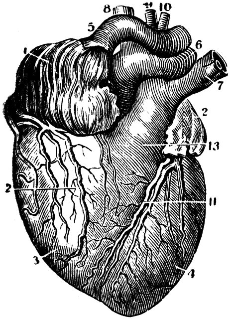 Maybe you would like to learn more about one of these? Anterior View of the Heart | ClipArt ETC | Human body ...