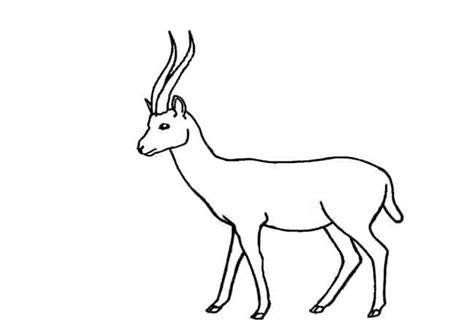 How to draw African Animals step by step - Easy Animals 2 Draw