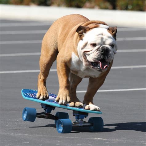 That's why bulldogs are well known to be good at board sports like skateboarding or surfing! Tillman the Skateboarding Bulldog | Know Your Meme