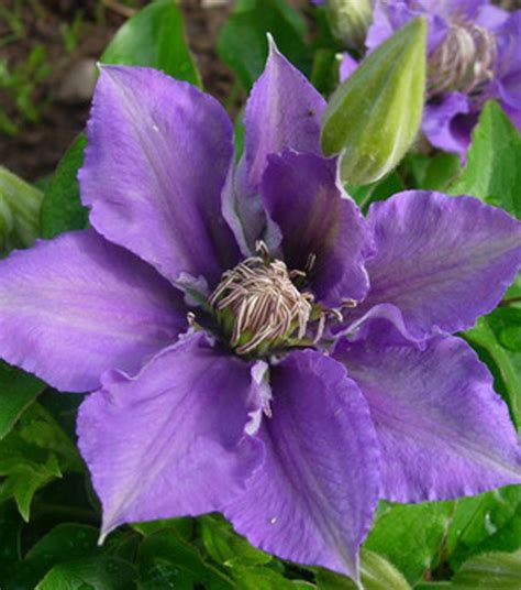 It is a kind of vine. 'Bijou' is a dwarf, free flowering Clematis. | Purple ...