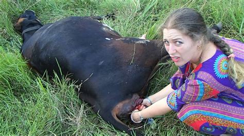 Sure enough, it jumpstarted my. Sita the cow giving birth (warning, graphic) - YouTube