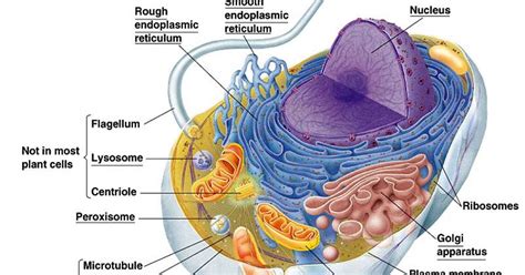 Maybe you would like to learn more about one of these? Medical English I: Vocabulary 9: The animal cell