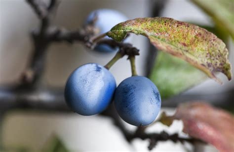 Check spelling or type a new query. Flowering Dogwood Tree Facts - Gardenerdy