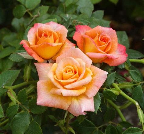 Browse the user profile and get inspired. Cutie Pie® Miniature Patio Rose Bush - Bareroot | Rose ...