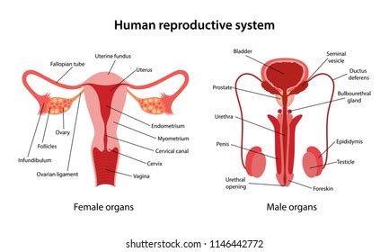 And the female reproductive system which functions to produce egg cells, and to protect and nourish the fetus until birth. Female sex organs show in public. Female Reproductive ...