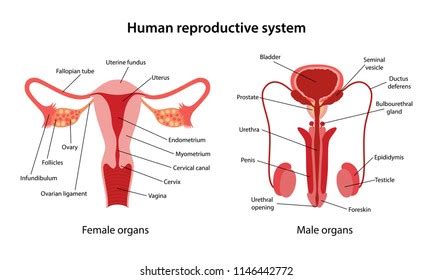 The growth and activity of these parts. Female sex organs show in public. Female Reproductive ...