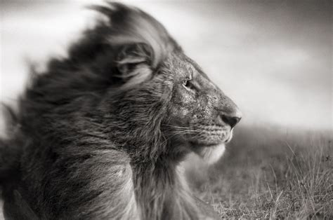 Enjoy and share your favorite beautiful hd wallpapers and background images. Get Lion Mane Wind Black white Wallpaper Background Ultra ...
