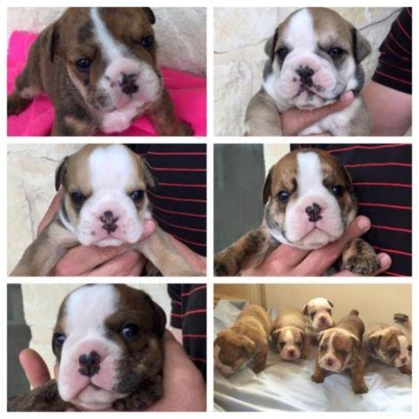 English bulldog puppies for sale. CKC English Bulldog puppies 6-8 weeks old TEXAS for Sale ...