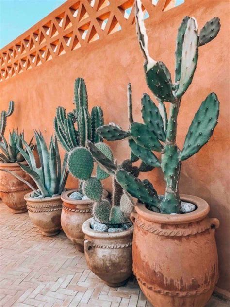 Like all living things, cacti need water to survive. How Long Can a Cactus Live Without Water? | Succulents ...