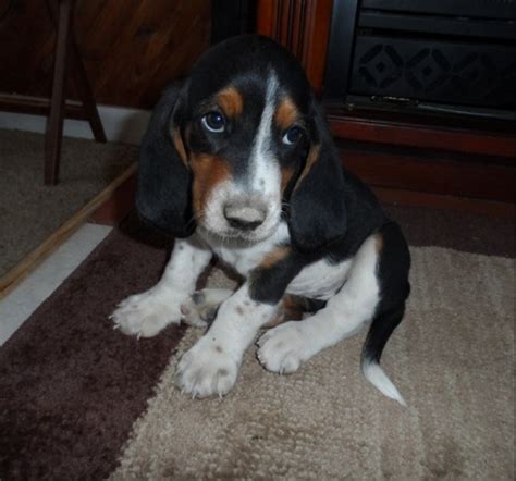 Review how much basset hound puppies for sale sell for below. Basset Hound Puppies for Sale | Handmade Michigan