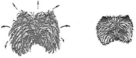 Möchte man den cairn terrier nicht selbst trimmen, sollte man sich bei den hundesalons genau erkundigen, ob dort fachgerechtes handtrimming durchgeführt wird. Trimmen