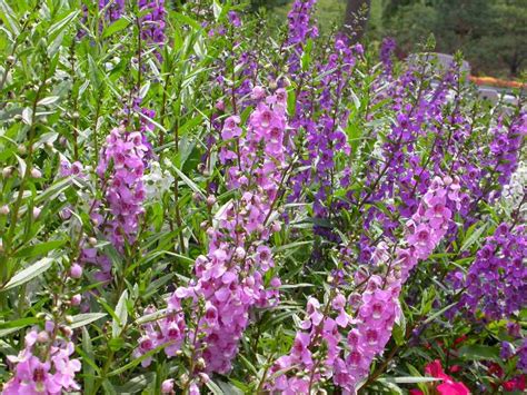 These have a low growth habit and are often used in hanging baskets, in rock gardens, and as groundcovers. Ten Best Annuals for Sun