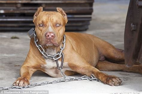 Con chó cắn chết người đã đưa về nhốt trong chuồng tại nhà. Úc: Nuôi chó pit bull, bỗng một ngày bị chó cắn đến chết