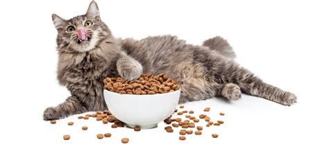 The best dry cat food is not very difficult to find. Best Cat Food for Weight Loss (Review & Buying Guide) in 2019