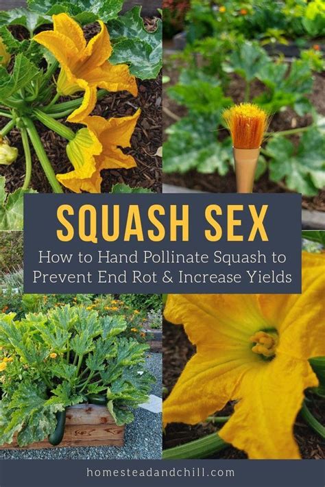 The biggest one recorded was 7 feet 10 inches! If you hope to have big healthy zucchini this summer, read ...