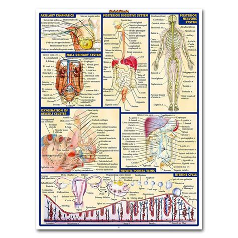 These muscles help the body bend at the waist. Human Anatomy Body Map Silk Poster 13x18 24x32 inch ...