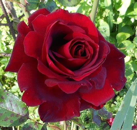 Listen to always and forever by lieds on soundcloud. 'Always & Forever' rose, click to enlarge | Forever rose, Rose