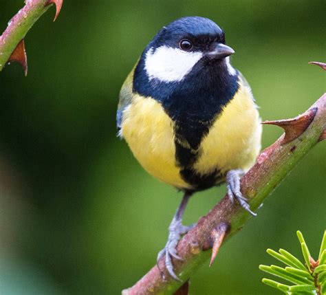 Sehen sie mehr produkte durch schmieden dekorationen. Bilderstrecke zu: So helfen Sie heimischen Vogelarten im ...