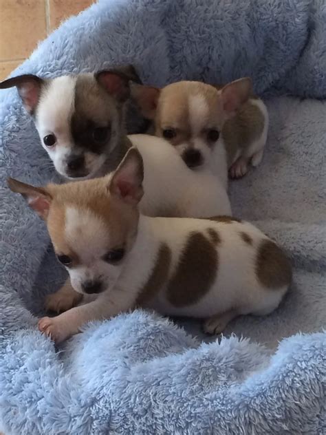 Tips, advice and information to help you take the very best care of your chi. Chihuahua Puppies For Sale | Downtown, CT #253365