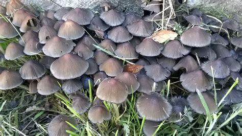 British wild mushroom and fungi guide: Mushroom finds on woodland walks Scotland | Stuffed mushrooms, Plants, Garden