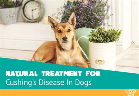 Low fat dog food could help with pancreatitis or obesity. Homemade dog food recipes for cushings - lowglow.org