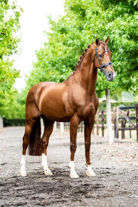 De zwarte hengst elysias (jazz uit whisper d ster prok van rhodium, fokker stal de utrecht uit esbeek) werd 13e met 68,652% en de ruin chuppy checker cl (osmium uit s lincom's sympathy elite pref prok van balzflug, fokker c. Onze hengst Vivaldi domineert Hannoveraanse keuring 2018 ...