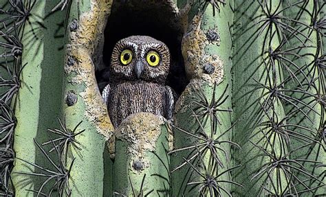 The cactus ferruginous pygmy owl glaucidium brasilianum cactorum lives in the desertbiome. Owl In Cactus Free Stock Photo - Public Domain Pictures