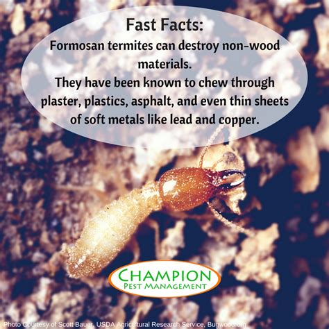 Commercial, residential pest control/termite control mosquito treatment/control termite damage warranty south carolina. Champion Pest Management Blog - Champion Pest Management