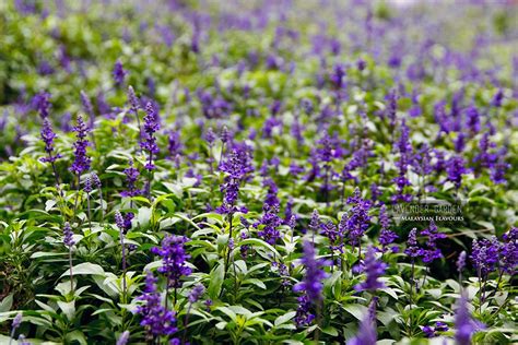 The retreat has a diverse population of more than 43,000 people. Cameron Lavender Garden, Cameron Highlands | Malaysian ...