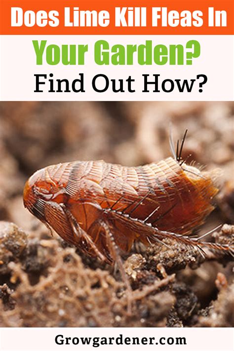 The amount required can range from 400lbs to 3,000lbs. Does Lime Kill Fleas In Your Garden? Find Out How? | Lime ...