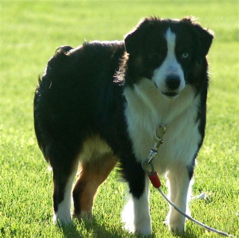 Australian shepherd black tri blaue augen. Black tri Mini Australian Shepherd Rüde mit Papieren ...