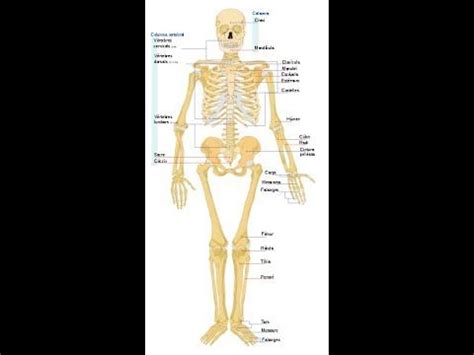The rib cage also covers organs like spleen, stomach and. Pin on Abul Hashan